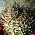 Neoporteria coimacensis