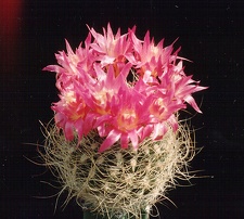Neoporteria gerocephala