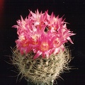 Neoporteria gerocephala