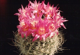 Neoporteria gerocephala