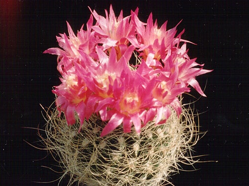 Neoporteria gerocephala