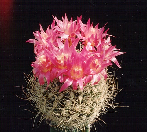 Neoporteria gerocephala