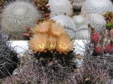 Neoporteria curvispina v. carrizalensis