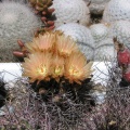 Neoporteria curvispina v. carrizalensis
