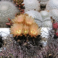 Neoporteria curvispina v. carrizalensis