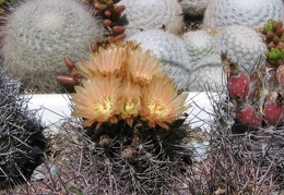 Neoporteria curvispina v. carrizalensis