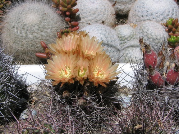 Neoporteria curvispina v. carrizalensis