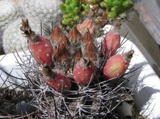 Neoporteria curvispina v. carrizalensis