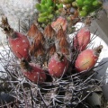 Neoporteria curvispina v. carrizalensis