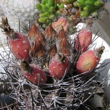 Neoporteria curvispina v. carrizalensis
