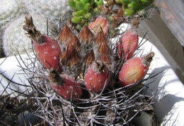 Neoporteria curvispina v. carrizalensis