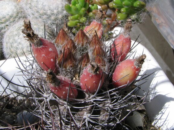 Neoporteria curvispina v. carrizalensis