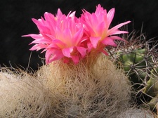 Neoporteria gerocephala