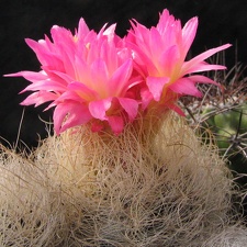 Neoporteria gerocephala