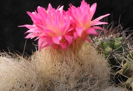 Neoporteria gerocephala