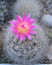 Neoporteria gerocephala