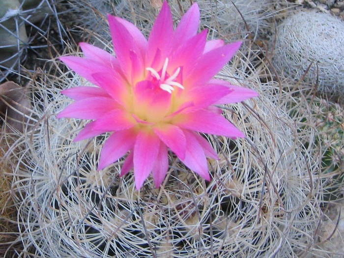 Neoporteria gerocephala