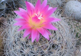 Neoporteria gerocephala