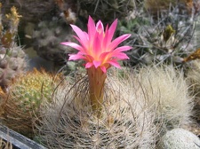 Neoporteria gerocephala