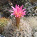 Neoporteria gerocephala