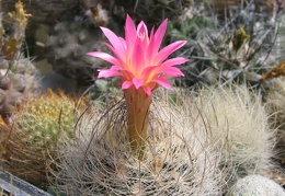 Neoporteria gerocephala