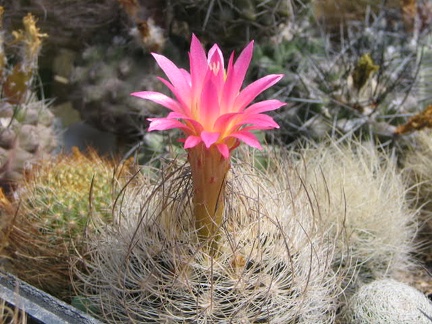 Neoporteria gerocephala