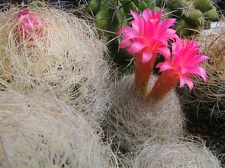 Neoporteria gerocephala