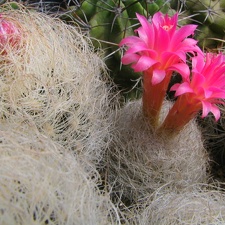 Neoporteria gerocephala
