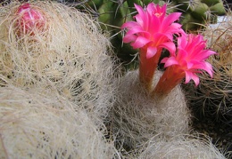 Neoporteria gerocephala
