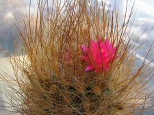 Neoporteria laniceps