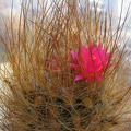 Neoporteria laniceps