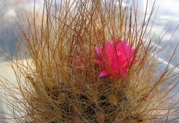 Neoporteria laniceps