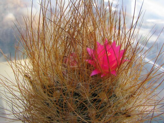 Neoporteria laniceps