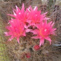 Neoporteria laniceps
