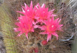 Neoporteria laniceps