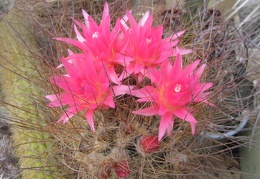 Neoporteria laniceps