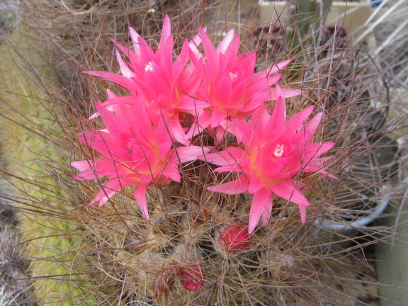 Neoporteria laniceps