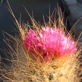 Neoporteria laniceps