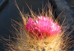 Neoporteria laniceps