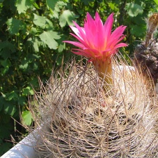 Neoporteria multicolor
