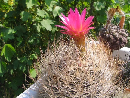 Neoporteria multicolor
