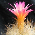 Neoporteria multicolor