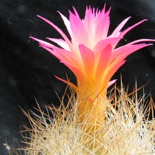 Neoporteria multicolor