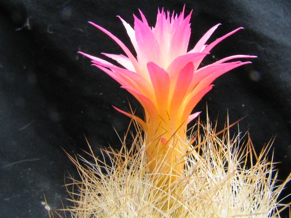 Neoporteria multicolor