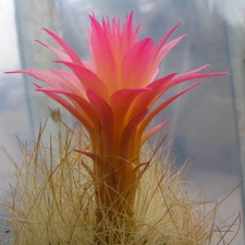 Neoporteria multicolor