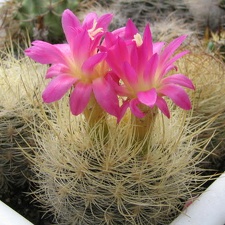 Neoporteria multicolor