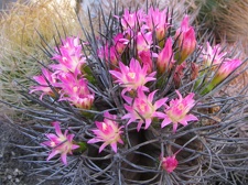 Neoporteria rapifera