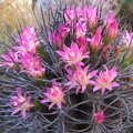 Neoporteria rapifera