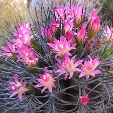Neoporteria rapifera
