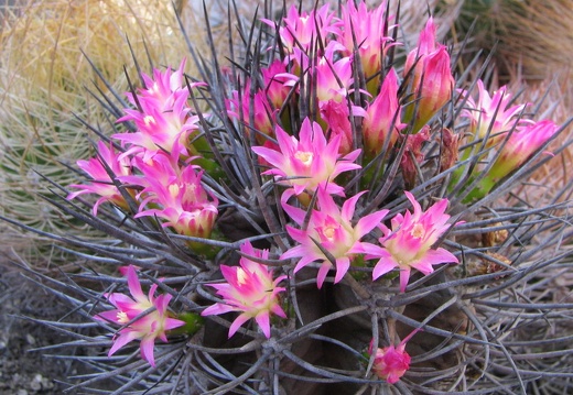 Neoporteria rapifera